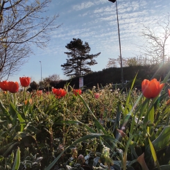 fleurs avenue frances