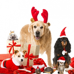 a-noel-les-francais-vont-gater-leurs-animaux-de-compagnie-2.jpg