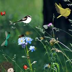 atls_biodiv_vignette.jpg atls_biodiv_vignette.jpg