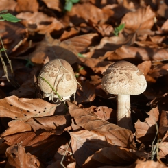 champignons_vignette.jpg champignons_vignette.jpg
