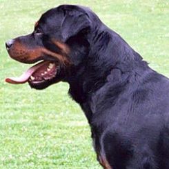 chiens-categorises.jpg chiens-categorises.jpg