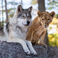loup_et_lion_1-1.jpg loup_et_lion_1-1.jpg