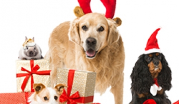 a-noel-les-francais-vont-gater-leurs-animaux-de-compagnie-2.jpg