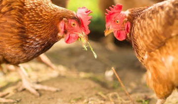 poules_vignette.jpg